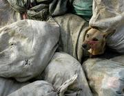 Un cane guarda fuori da un sacco prima di essere portato, con altri compagni di sventura, ad un centro di macellazione a Nanchino, in Cina (Reuters)